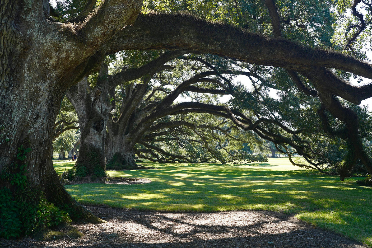 Sunlit live oak grove